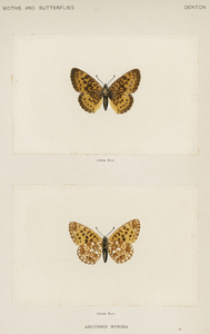 Silver-bordered Fritillary Argynnis Myrina from Moths and butterflies of the United States 1900 by Sherman F. Denton 1856-1937. 