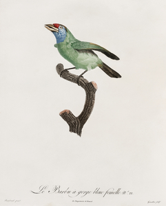 Blue-throated Bearded bee-eater