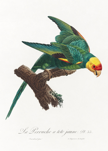Yellow-crowned parakeet 
