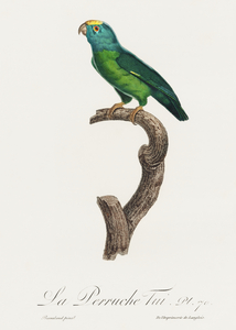 Tui parakeet 