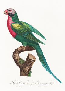 Moustached parakeet 