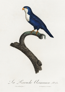 Arimanon parakeet 