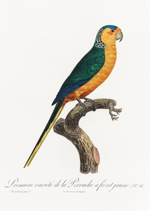 Yellow-fronted parakeet 
