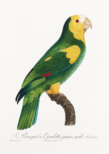 Yellow-shouldered amazon 