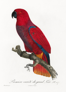Eclectus parrot 