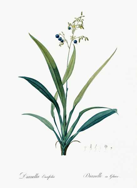 Flax lilies Dianella ensifolia illustration  by IStockHistory com