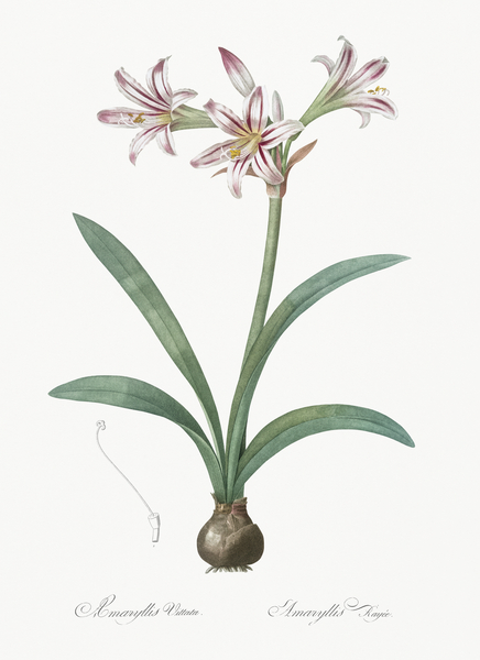 Amaryllis illustration  by IStockHistory com