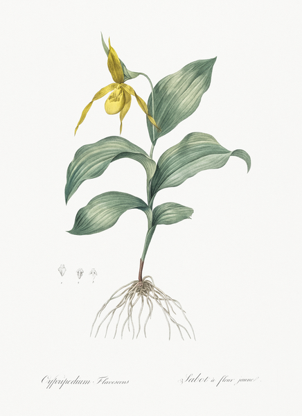 Yellow Lady Slipper Orchid illustration by IStockHistory com