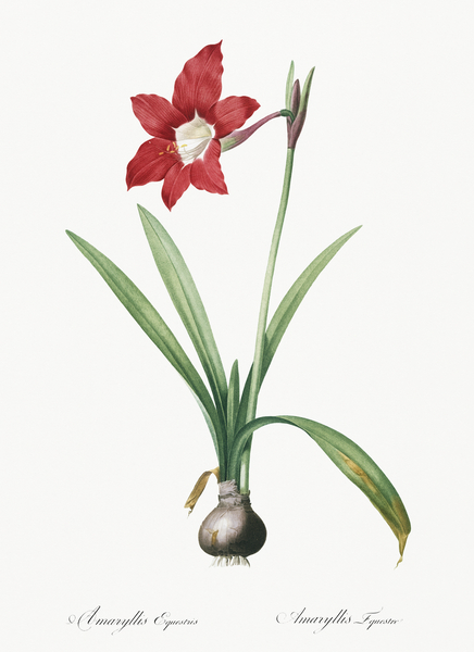 Hippeastrum illustration  by IStockHistory com