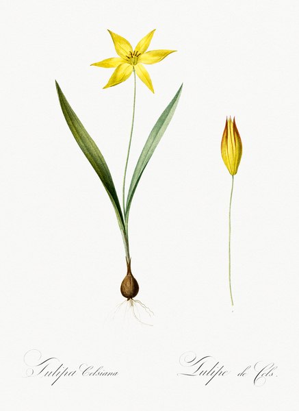 Tulipa celsiana illustration  by IStockHistory com