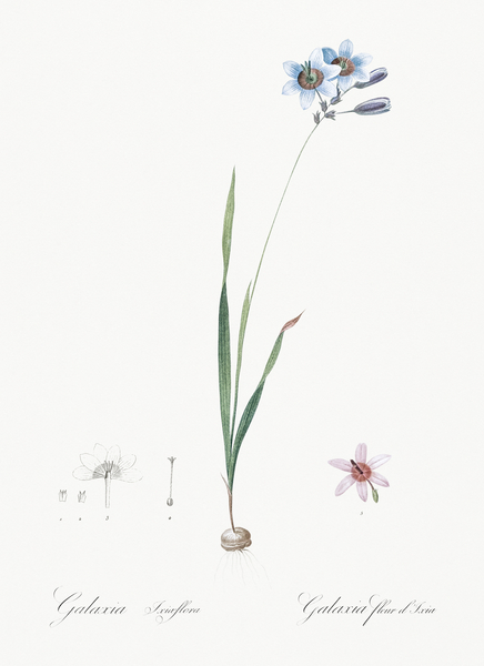Galaxia ixiaeflora illustration  by IStockHistory com