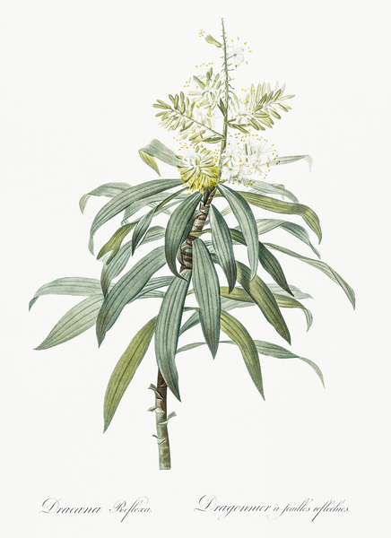 Pleomele illustration  Print