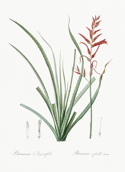 Pitcairnia angustifolia illustration  by IStockHistory com