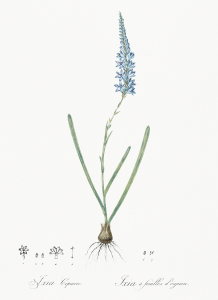 Ixia cepacea illustration  Print