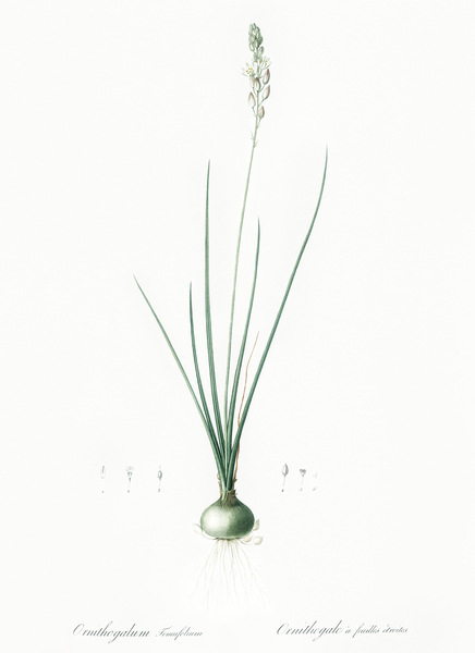 Ornithogalum tenuifolium illustration  by IStockHistory com