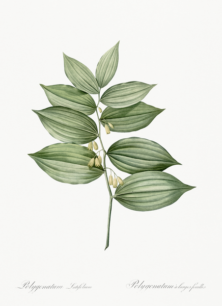 King Solomon seal illustration  by IStockHistory com