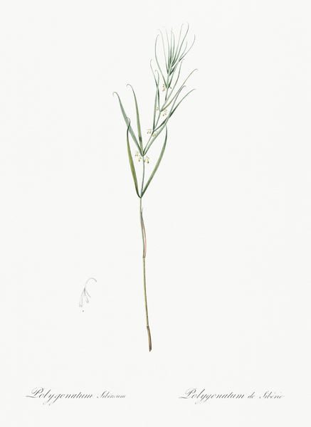 Siberian solomon & seal illustration  by IStockHistory com