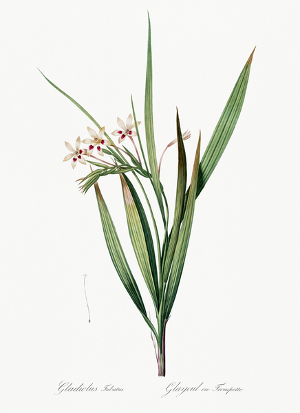 White baboon-root illustration  by IStockHistory com