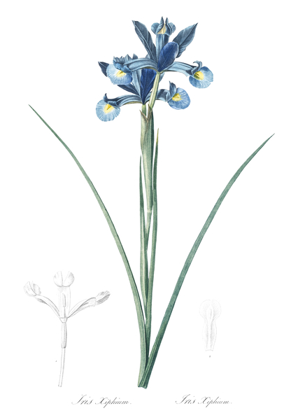 Spanish iris illustration  by IStockHistory com