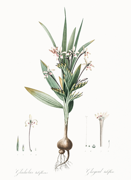 Baboon root illustration  Print