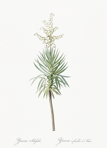 Aloe yucca illustration  by IStockHistory com
