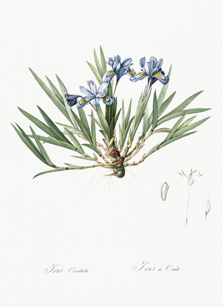 Dwarf crested iris illustration  by IStockHistory com