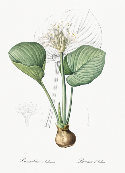 Cardwell lily illustration  by IStockHistory com