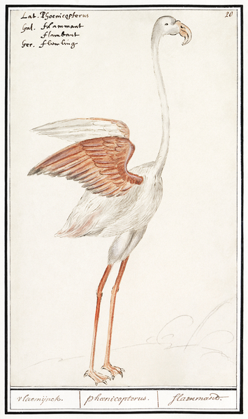 Flamingo in vintage style Print