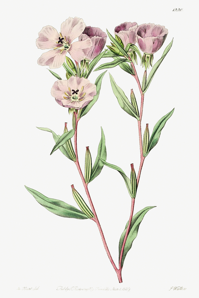 Pale Corona Amaryllis from Edwards Botanical Register 1829-1847  by Sydenham Edwards John Lindley and James Ridgway. by IStockHistory com