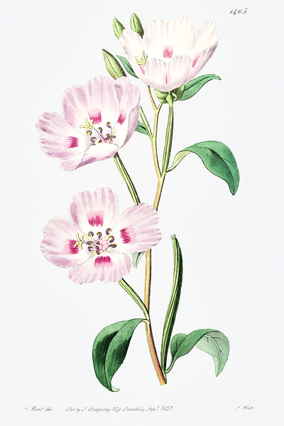 The spotted blush enothera from Edwards Botanical Register 1829-1847  by Sydenham Edwards John Lindley and James Ridgway. by IStockHistory com