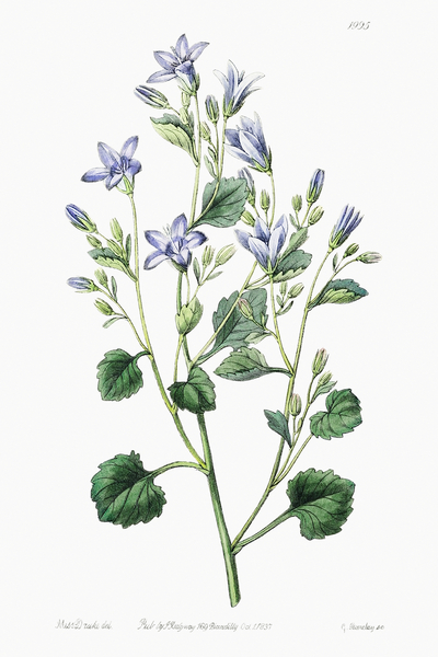 Dalmatian wall campanula flower from Edwards Botanical Register 1829-1847  by Sydenham Edwards John Lindley and James Ridgway. by IStockHistory com