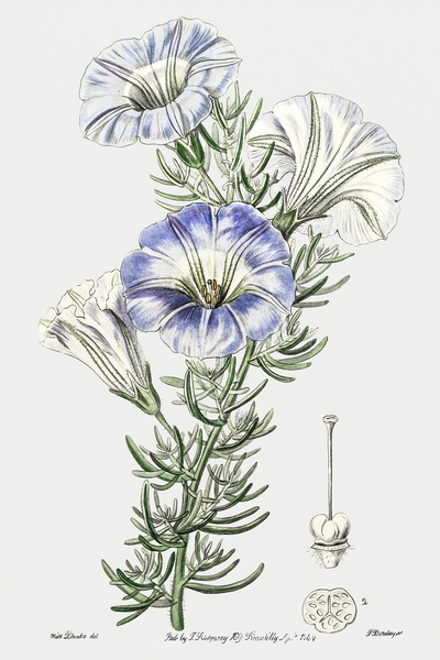 Sky blue alona from Edwards Botanical Register 1829-1847  by Sydenham Edwards John Lindley and James Ridgway. by IStockHistory com