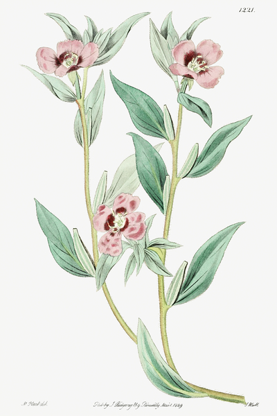 Long Branched Enothera from Edwards Botanical Register 1829-1847  by Sydenham Edwards John Lindley and James Ridgway. by IStockHistory com