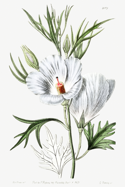 Lilac hibiscus from Edwards Botanical Register 1829-1847  by Sydenham Edwards John Lindley and James Ridgway. by IStockHistory com