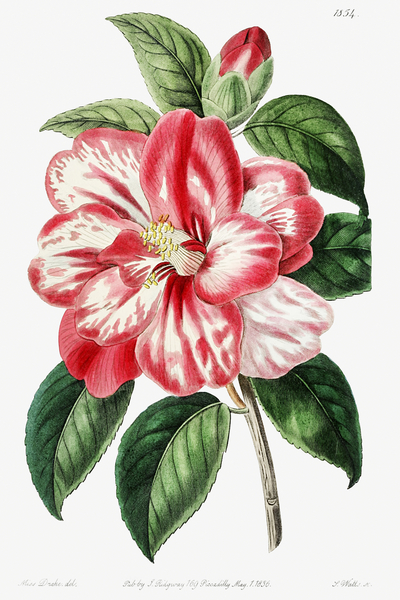 Donckelaers japan camelia from Edwards Botanical Register 1829-1847  by Sydenham Edwards John Lindley and James Ridgway. by IStockHistory com