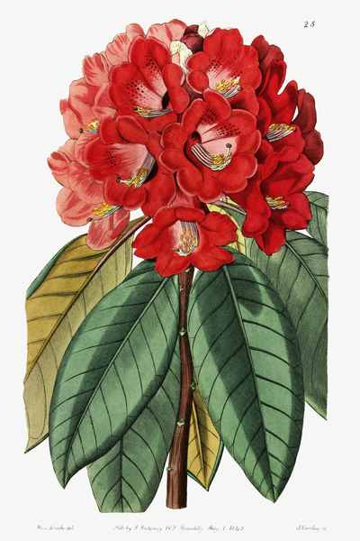Rhododendron rollissonii from Edwards Botanical Register 1829-1847  by Sydenham Edwards John Lindley and James Ridgway. by IStockHistory com