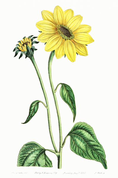 Trumpet stalked sunflower from Edwards Botanical Register 1829-1847  by Sydenham Edwards John Lindley and James Ridgway. by IStockHistory com