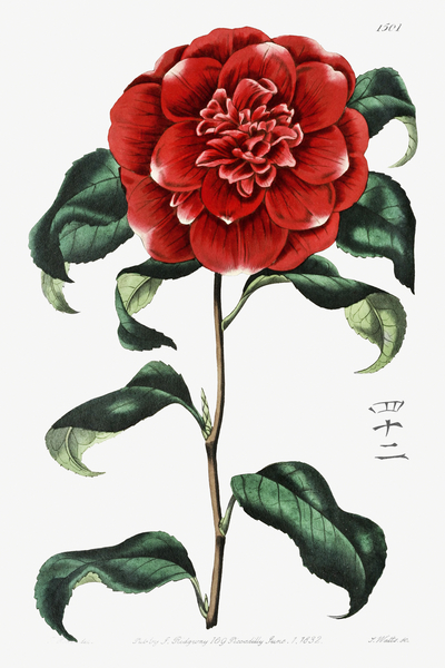 Mr. Reevess crimson camellia from Edwards Botanical Register 1829-1847  by Sydenham Edwards John Lindley and James Ridgway. by IStockHistory com