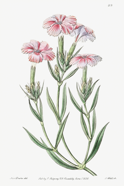 Prince Bisignanos tree pink from Edwards Botanical Register 1829-1847  by Sydenham Edwards John Lindley and James Ridgway. by IStockHistory com