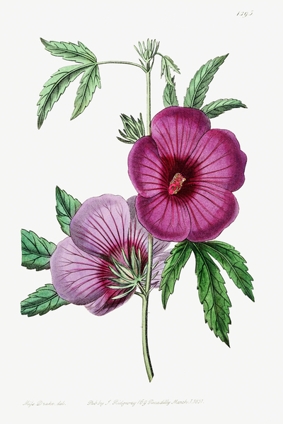 Mr.Lindleys Hibiscus from Edwards Botanical Register 1829-1847  by Sydenham Edwards John Lindley and James Ridgway. by IStockHistory com