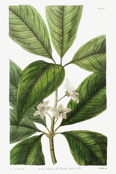 Large-leaved tristania from Edwards Botanical Register 1829-1847  by Sydenham Edwards John Lindley and James Ridgway. by IStockHistory com