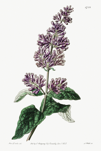 Lady Josikas lilac from Edwards Botanical Register 1829-1847  by Sydenham Edwards John Lindley and James Ridgway. by IStockHistory com