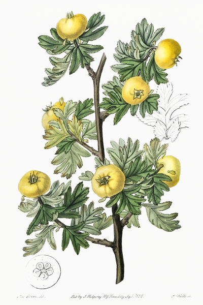 Tansy-leaved hawthorn from Edwards Botanical Register 1829-1847  by Sydenham Edwards John Lindley and James Ridgway. by IStockHistory com