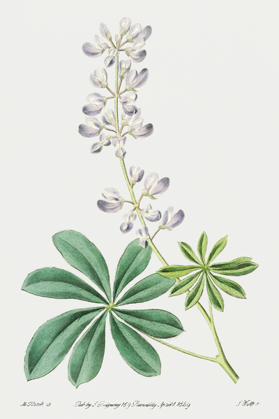 Half shrubby lupine from Edwards Botanical Register 1829-1847  by Sydenham Edwards John Lindley and James Ridgway. by IStockHistory com