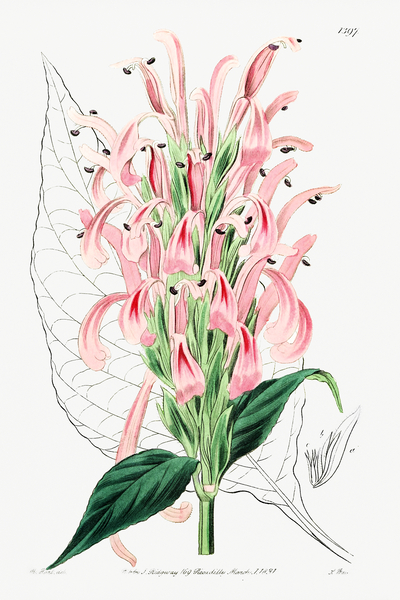 Flesh-colored justicia from Edwards Botanical Register 1829-1847  by Sydenham Edwards John Lindley and James Ridgway. by IStockHistory com