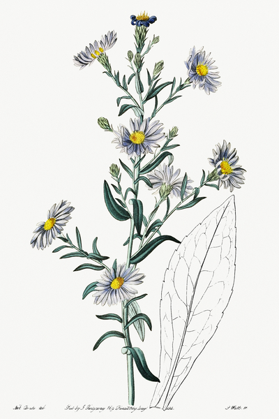 Glaucous aster from Edwards Botanical Register 1829-1847  by Sydenham Edwards John Lindley and James Ridgway. by IStockHistory com