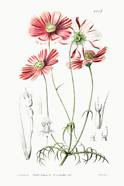 Fine-leaved cosmus from Edwards Botanical Register 1829-1847  by Sydenham Edwards John Lindley and James Ridgway. by IStockHistory com