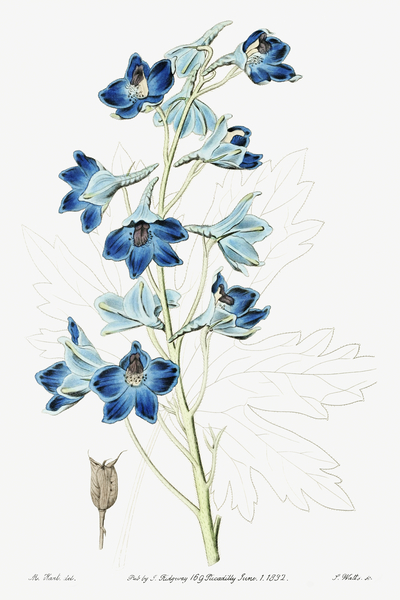 Shewy delphinium from Edwards Botanical Register 1829-1847  by Sydenham Edwards John Lindley and James Ridgway. by IStockHistory com