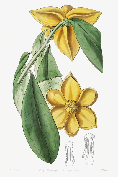 Laurel-leaved custard apple from Edwards Botanical Register 1829-1847  by Sydenham Edwards John Lindley and James Ridgway. by IStockHistory com