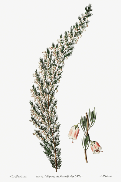 Bell-bearing heath from Edwards Botanical Register 1829-1847  by Sydenham Edwards John Lindley and James Ridgway. by IStockHistory com